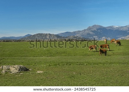 A green grass field with cows in limousine class grazing peacefully Royalty-Free Stock Photo #2438545725