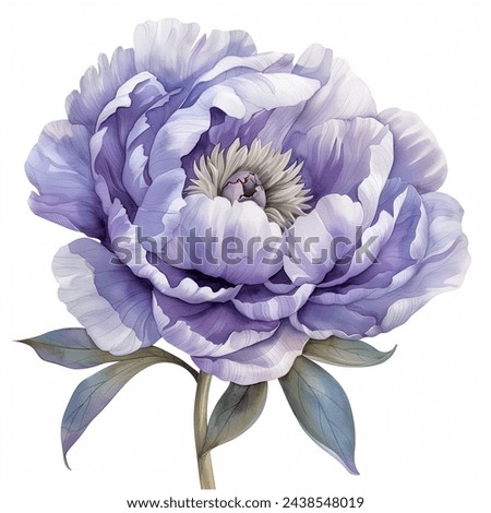 Light Purple Lavender Peonies Peony Flowers isolated watercolor illustration painting botanical art transparent white background greeting card stationary wedding bridal home decor