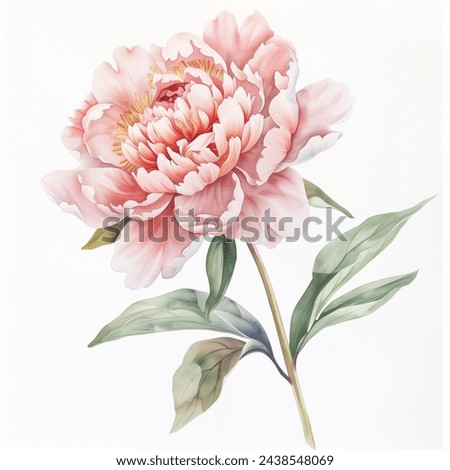 Pink Peonies Peony Flowers isolated watercolor illustration painting botanical art transparent white background greeting card stationary wedding bridal home decor