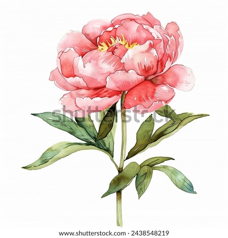 Pink Peonies Peony Flowers isolated watercolor illustration painting botanical art transparent white background greeting card stationary wedding bridal home decor