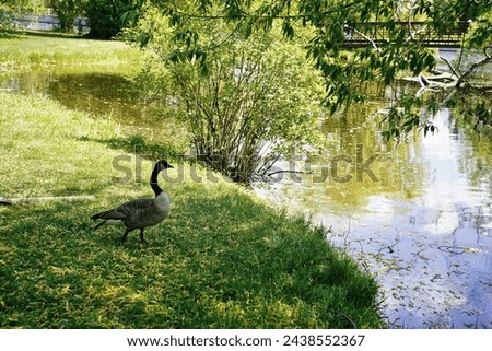 A Canada Geese at the edge of one of many pools inside the Dominion Arboreturm in Ottawa,Ontario,Canada Royalty-Free Stock Photo #2438552367