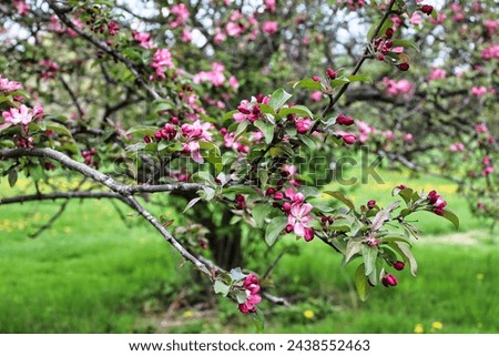 Crabapple blossoms and buds in shades of beautiful rosy pink at Ottawa's Dominion Arboretum Garden in Ottawa,Ontario,Canada Royalty-Free Stock Photo #2438552463