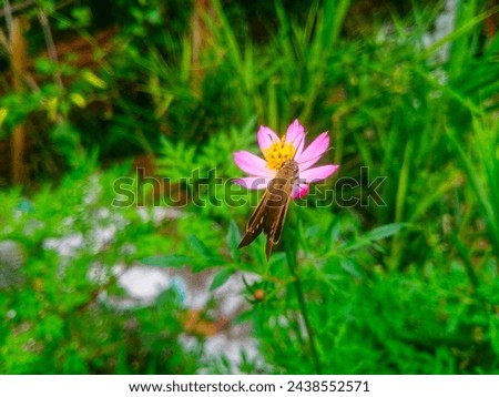 A small brown butterfly is sitting on a small pink flower with a background of green plants in the yard of the house