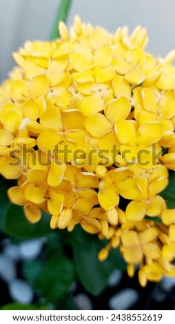 Ashoka flowers can function as an astringent which helps relieve stress and soothe the uterine muscles. Royalty-Free Stock Photo #2438552619