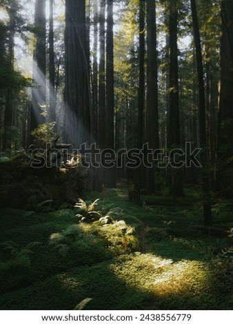 forest beautiful nature wallpaper image