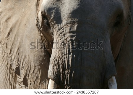 Close up picture of this one tired very late stage pregnant mama elephant face