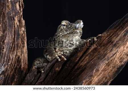 Phrynoidis aspera, bufo asper toad with balck background