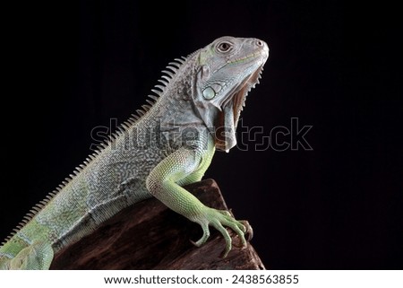green iguana on the branch with black background