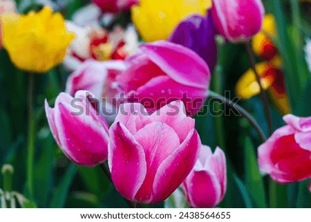 Tulips of various colors coloring the picture..
