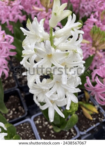White hyacinth and pink in the background 