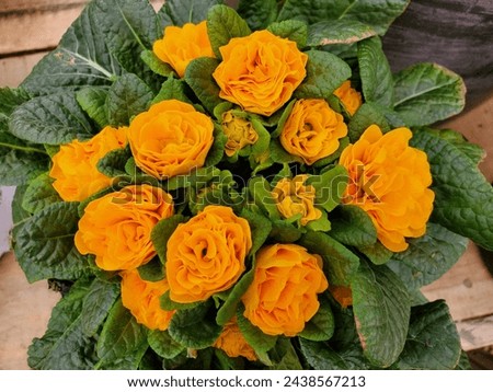 Beautiful vibrant color of Primula Belarina 'Goldie' at full bloom Royalty-Free Stock Photo #2438567213