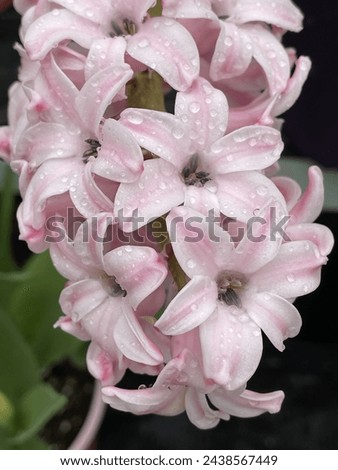 Light Pink hyacinth with water droplets in the bloom