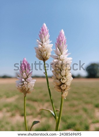 A weed flower stock image beutiful picture 