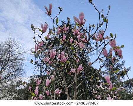Magnolia tree photo taken in Belgrade, Serbia