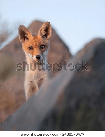 A Trans Caucasian Montane fox.