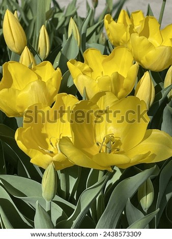 Yellow tulips flower plant blossoming 