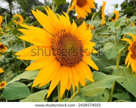 Sunflower pictures images.Most beautiful sunflower images photos pictures.Beautiful nature with sunflower pictures.