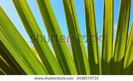 Palm frond. Natural texture. Background.