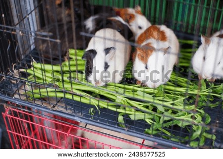 A group of cute guinea pigs are eating in a cage at the animal market