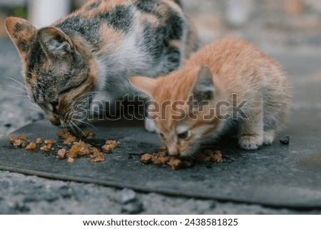 Amidst the grit of the city, a small orange kitten and its tabby companion hungrily devour a meal. Their intense focus highlights their daily struggle for sustenance. Streetwise Kittens at Mealtime Royalty-Free Stock Photo #2438581825