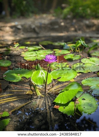 An image displays serene water lilies and lotus plants in a tranquil pond. Delicate petals float atop the water, while lush green foliage surrounds the elegant lotus blooms, creating a serene and pic.