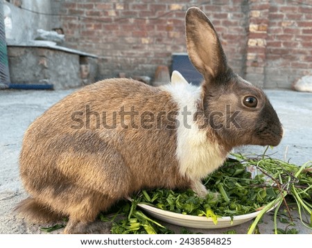 Side Pose of Brown Rabbit During Eating Grass.