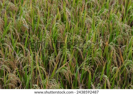 Rice plants in rice fields