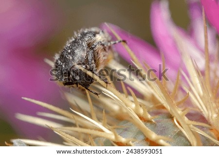 White spotted rose beetle, Oxythyrea funesta, posed on a purple flower under the sun Royalty-Free Stock Photo #2438593051
