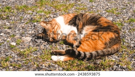 Tri-colored cat take a nap on gravel ground