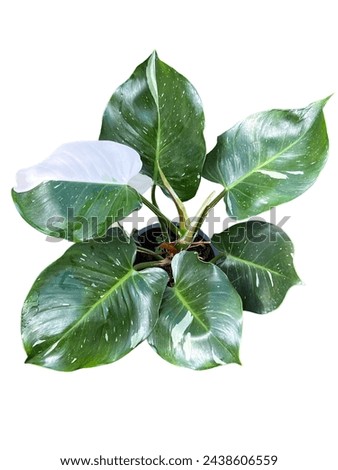 Top view bush of Philodendron ‘White Wizard’ in pot plant, isolated on white background  Royalty-Free Stock Photo #2438606559