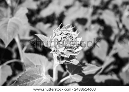 Sunflower buds Black and White photograph with natural light and shadow sunlight background texture. Art in Nature. Elements of beauty foliage. Amazing visual arts photo for Art collectors or decors.