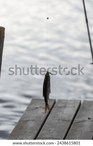 Successful fishing. The fisherman has caught a roach with a fishing rod. Lake and a wooden pier at the background.