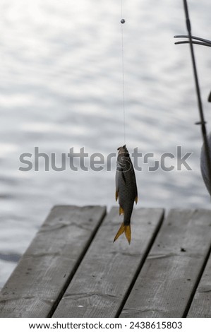 Successful fishing. The fisherman has caught a roach with a fishing rod. Lake and a wooden pier at the background.