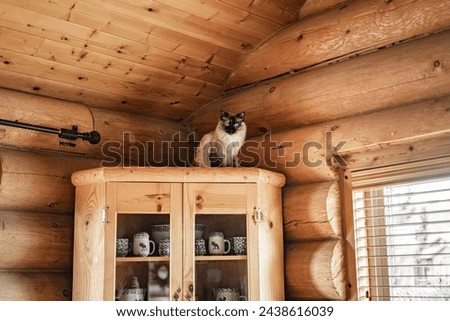Silly Naughty Cat on top of China Cabinet in Log Cabin Royalty-Free Stock Photo #2438616039