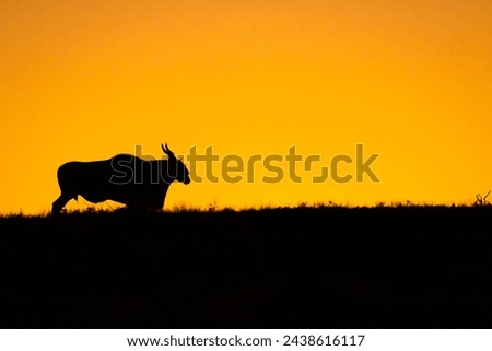 Eland antelope (Taurotragus oryx) in the golden hours of evening, Addo Elephant National Park, South Africa. Royalty-Free Stock Photo #2438616117