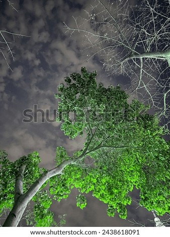 Starry Night Sky with Tree Branches