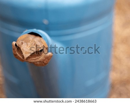 The Golden Tree Frog is Leaving The Hole of The Blue Watering Can, Front View