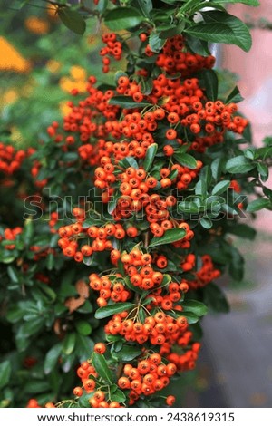 Pyracantha coccinea sunny star scarlet firethorn ornamental shrub, bright orange group of fruits hanging on autumnal shrub, green leaves. Royalty-Free Stock Photo #2438619315