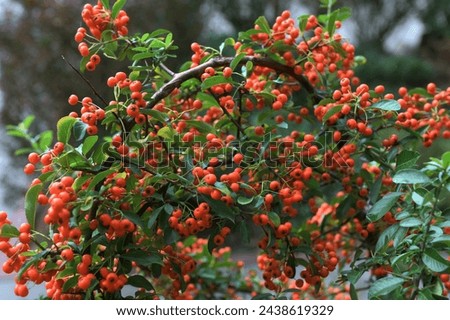 Pyracantha coccinea sunny star scarlet firethorn ornamental shrub, bright orange group of fruits hanging on autumnal shrub, green leaves. Royalty-Free Stock Photo #2438619329