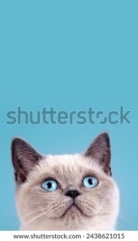 Portrait of cute siamese cat Vertical image