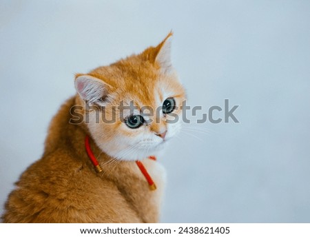 Pet Animals Cat Images Pictures Cute Images