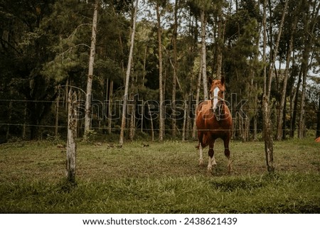 Horse Images Animals Images Pictures