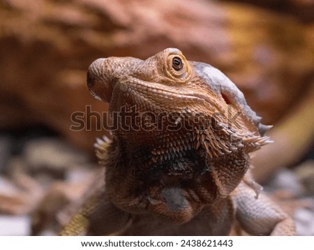 Reptile Animals Images Pictures Iguana Lizard Wildlife Portrait Tongue