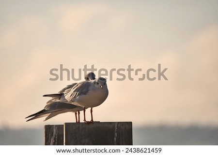 Animals Images Pictures Seagull Waterfowl Beak Flying