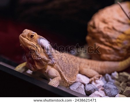 Lizard Animals Images Pictures Reptile Iguana Ecology