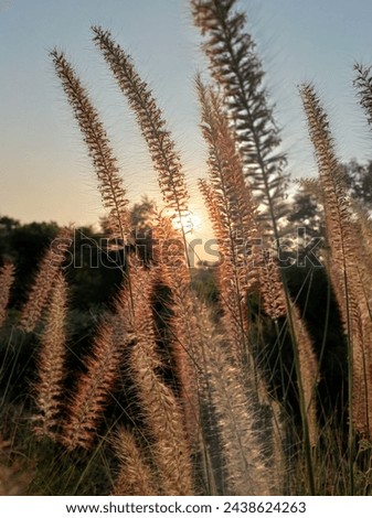 Karley Rose - Fountain Grass Royalty-Free Stock Photo #2438624263
