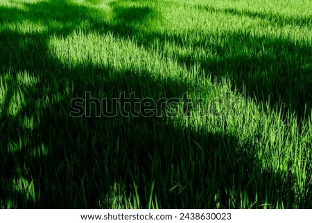 An appearance of rice fields in Indonesia