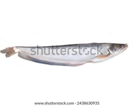 Wallago attu is a freshwater catfish of the family Siluridae, native to South and Southeast Asia. It is commonly known as helicopter catfish or wallago catfish. Royalty-Free Stock Photo #2438630935