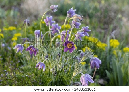 Pulsatilla vulgaris Lumbago flowering in the garden. Dream-grass flowers blooming in the spring. Royalty-Free Stock Photo #2438631081