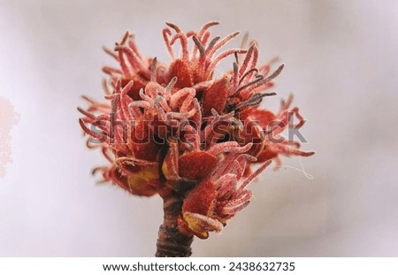 Image of female flowers of sugar maple or silver maple Acer saccharum

 Royalty-Free Stock Photo #2438632735
